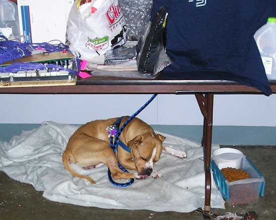Rob’s dog, Toro, was also present for quality assurance testing