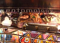 The Entomology Zone